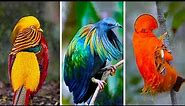 20 Rarest Birds In The World
