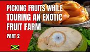 Exotic Fruit Farm Tour in Westmoreland Jamaica (Part 2) - YAAD TRODZ