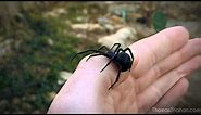 Handling a Female Black Widow Spider (Latrodectus mactans)
