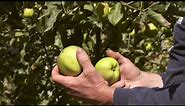 How to Harvest Mutsu Apples at 5th Crow Farm