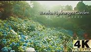 The Yoneha Hydrangea Gardens of Okinawa Japan