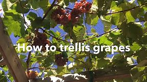 How to trellis grapes: build a trellis, prune a vine