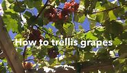 How to trellis grapes: build a trellis, prune a vine