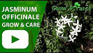 Jasminum officinale - grow & care (Jasmine plant)