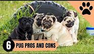 6 Pros and Cons of owning a Pug