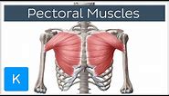 Pectoral Muscles: Area, Innervation & Function - Human Anatomy | Kenhub
