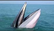 Have you ever seen how a Bryde's whale hunts ?