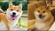 Shiba Inu — Funny And Cute Videos And Tik Toks Compilation