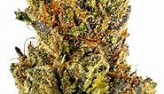 Fire OG Strain - Hybrid Cannabis Video, CBD, THC, Terpenes : Hytiva