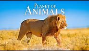 Animal Planet 4K - Scenic Wildlife Film With Inspiring Music