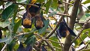 Conservationists want humans and flying foxes to coexist