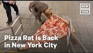 Pizza Rat Returns to New York City | NowThis
