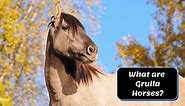 All About Grulla Horses: Interesting Facts, Pictures & Videos