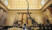 American Museum of Natural History's - exhibits, exhibitions & shows
