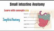 Small intestine Anatomy | Simplest Explanation