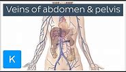 Veins of the Abdomen and Pelvis (preview) - Human Anatomy | Kenhub