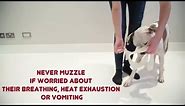 How to muzzle your dog
