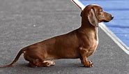 Miniature Dachshund Size Chart - Proportions and Traits - Sweet Dachshunds