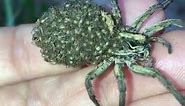 Wolf spider has a happy Mother’s Day with dozens of babies on her back