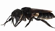 World’s largest bee, once presumed extinct, filmed alive in the wild