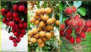 Tropical Fruit Farm Harvest - Lychee, Longan, Rambutan Harvesting - Amazing Agriculture Technology