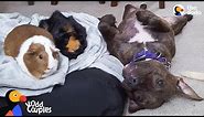 Pit Bull Dog Wins Over Her Guinea Pig Sisters | The Dodo Odd Couples