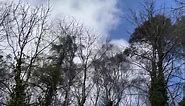 Trees over 100 foot high, swaying like grass in a breeze on Saturday in Mountsandel Wood, Coleraine. 🎥 Sue McBean