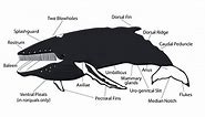 How did whales evolve?