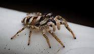 6 Black and White Spiders (With Pictures of Each!)