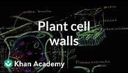 Plant cell walls | Structure of a cell | Biology | Khan Academy