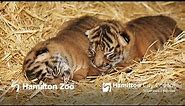 Tiger cubs born at Hamilton Zoo