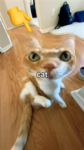 Something's off about my cat...