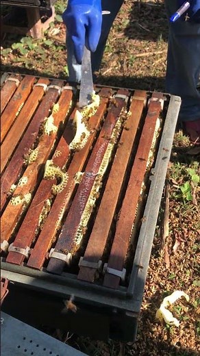 Golden Honey Harvest 🍯 | From Hive to Sweet Jar