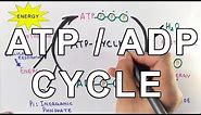 Mechanism of ATP/ADP Cycle