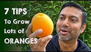7 Tips to Grow Lots of Oranges | Daisy Creek Farms