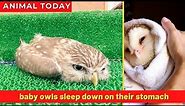 Baby owls sleep down on their stomach