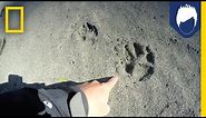 What’s Special About a Wolf’s Paw Print? | National Geographic
