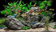 Dream Aquarium - 2 Hours - 8 Tanks (4K)