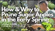 How and Why to Prune Sugar Apple in Early Spring