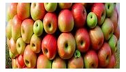 Harvest more big apples with new planting method #satisfying #shorts #apples #gardening #bhfyp #nutrition #fruitlover #fruits #fitness #fruitgarden #shortsfeed #instagram #tree #fruittree #fruittrees #grafting #reelsvideo #shortsreels #shortsviral #garden #shortsvideo #satisfying #fruit #shots #reelsfb #fruitsalad #freshfruit #agriculture #trees | Tree Garden