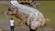 Top 10 Largest Reptiles In The World