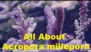 All About Acropora millepora, information about this common reef tank sps coral