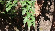 Amur maple (Acer ginnala) - Plant Identification
