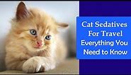 Cat Sedatives For Travel: Everything You Need to Know About
