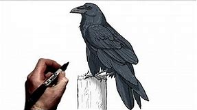 How To Draw A Raven | Step By Step