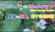 Blackberry vs Raspberry: which one easy to grow 黑莓vs红莓，哪个容易种植