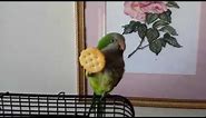 Chip the Quaker Parrot eats Ritz Crackers with his foot. lol