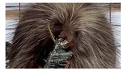 A porcupine's diet... - Alaska Wildlife Conservation Center