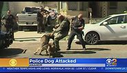 Caught On Video: Police K-9 Attacked By Pit Bull In Anaheim