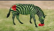 watermelon zebra